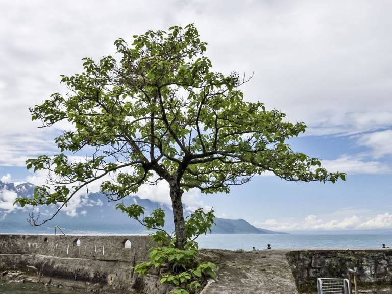 Depuis la propriété, la vue s'ouvre sur le lac et les Dents-du-Midi.