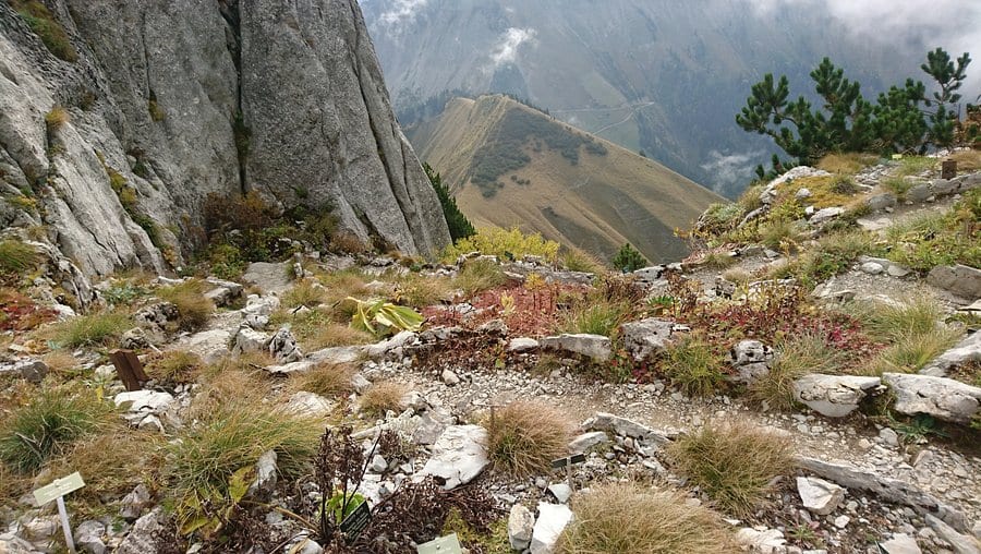 La Rambertia